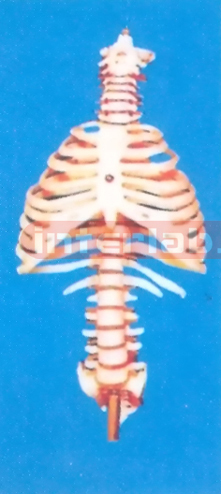 MIDDLE VERTEBRAE COLUMN WITH RIB CAGE AND PELVIS AND WITHOUT STAND.